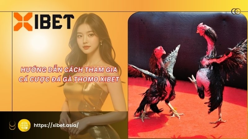 Hướng dẫn cách tham gia cá cược đá gà Thomo Xibet Hướng dẫn cách tham gia cá cược đá gà Thomo Xibet