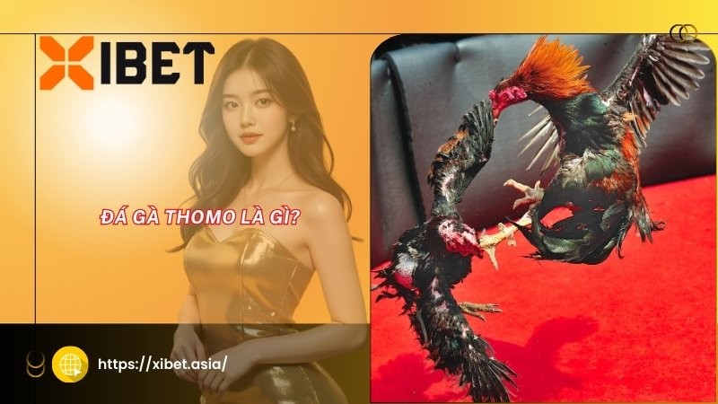 Đá gà Thomo là gì?