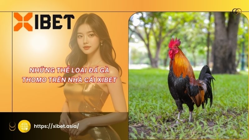 Những thể loại đá gà Thomo trên nhà cái Xibet Những thể loại đá gà Thomo trên nhà cái Xibet