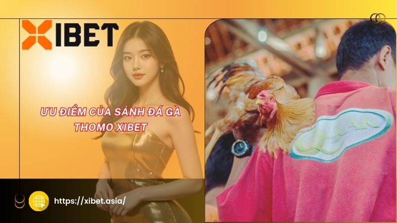 Ưu điểm của sảnh đá gà Thomo Xibet Ưu điểm của sảnh đá gà Thomo Xibet